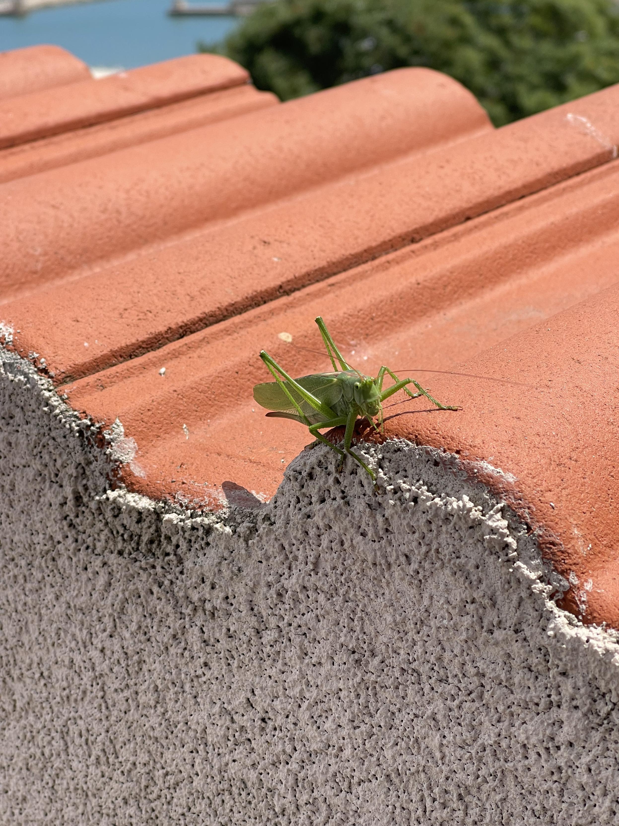 close up photo of a grasshopper.